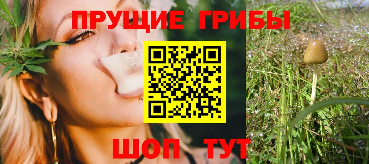Галлюциногенные грибы Psilocybine cubensis Лесосибирск